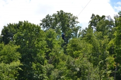 DSC_0072-800x533